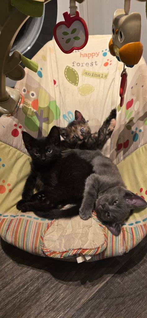 Domestic short Hair kittens Kitten for Sale – Ready Now