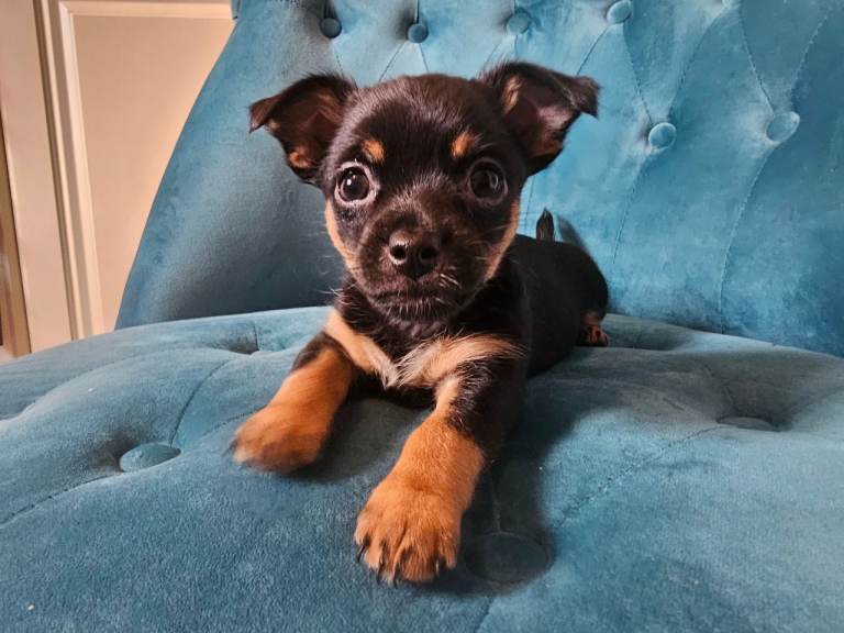 One female chorkie puppies