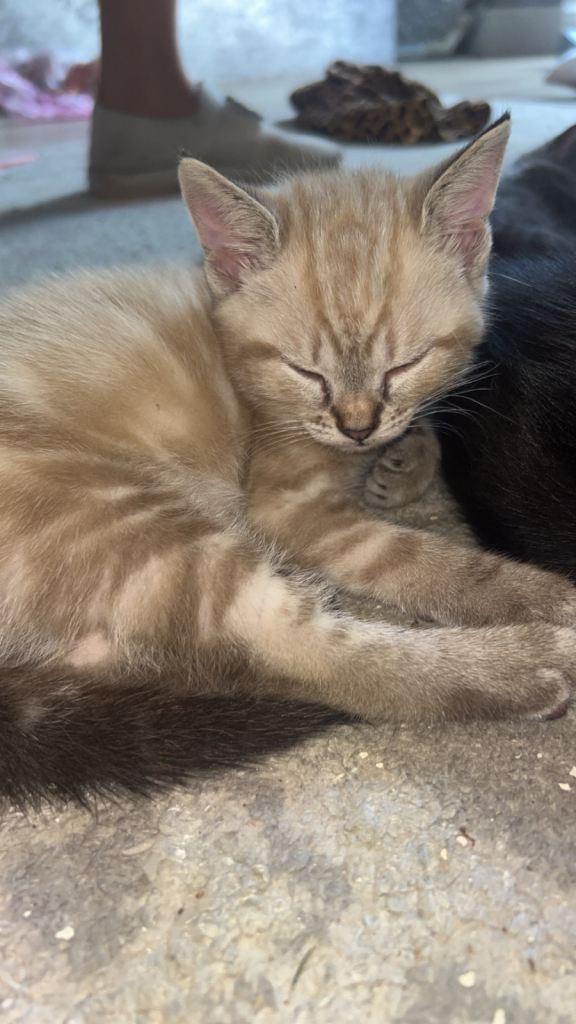 Adorable Kittens Looking for Their Forever Homes