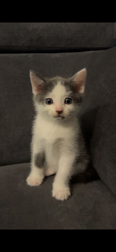 Kittens for sale 