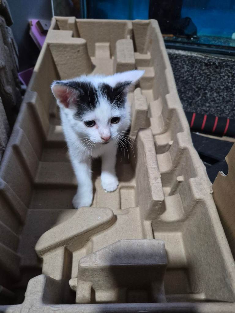 3 Kittens Japanese bobtail 2 male