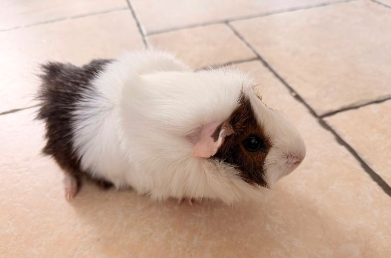 🐹 Guinea Pig + Large Pets at Home Cage + Full Setup 🐹