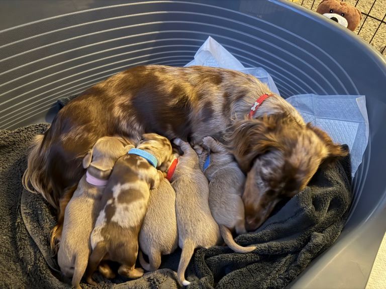 Long haired miniature dauchunds 