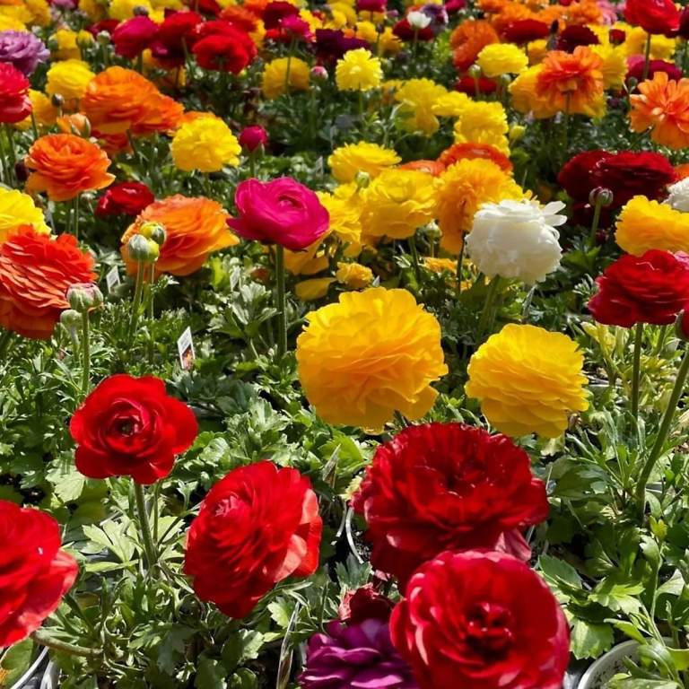 🌸 Stunning RANUNCULUS (Persian Rose) plants 🌸    
