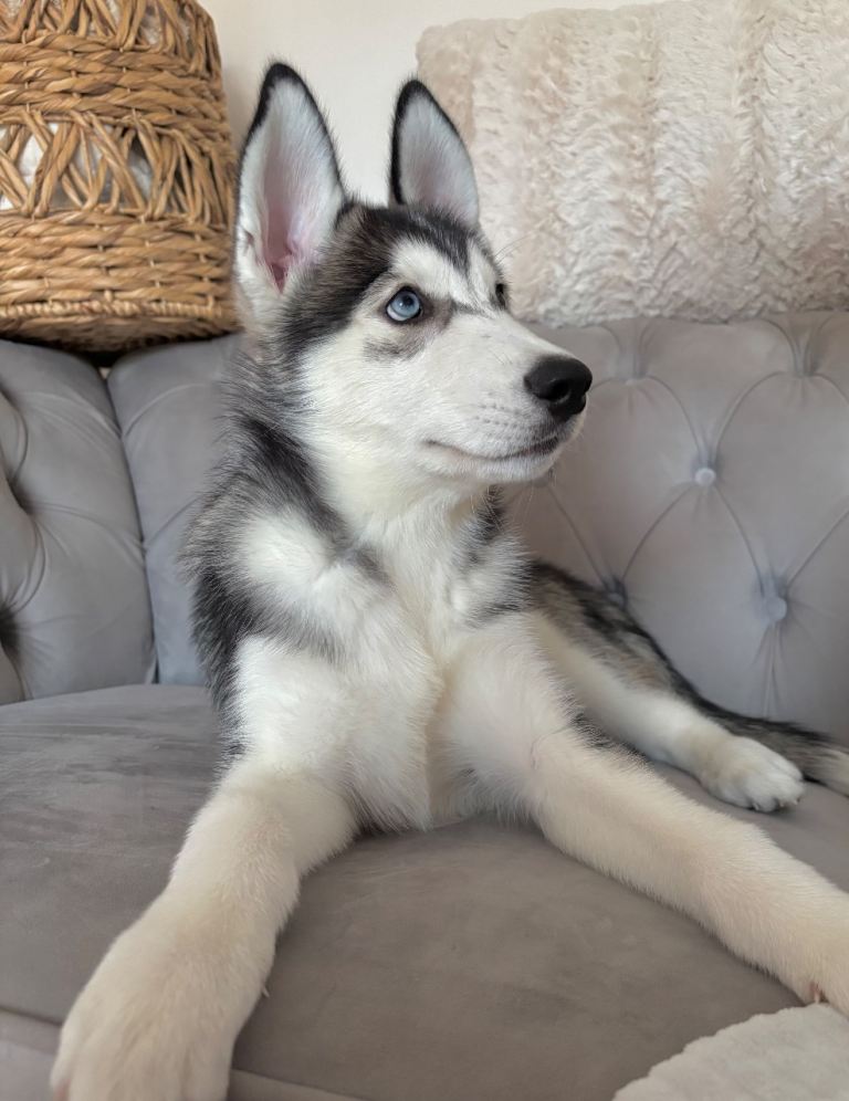 Gorgeous Husky Pup❤️