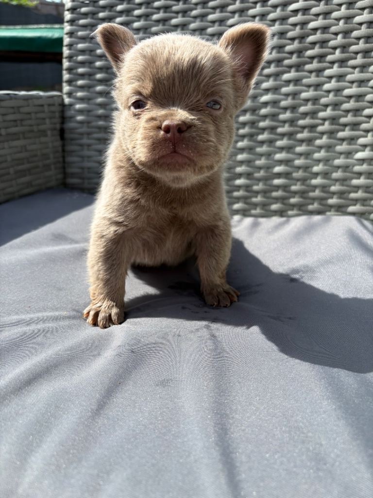 Full Fluffy NewShade Isabella Puppies Potentially Carrying Pink For Sale
