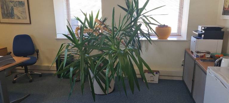 Large Potted Houseplants