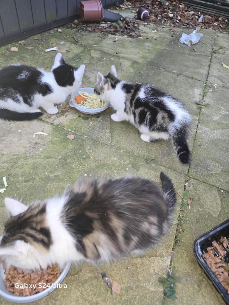 🐱 Beautiful Kittens for Sale – 8 Weeks Old 🐾  