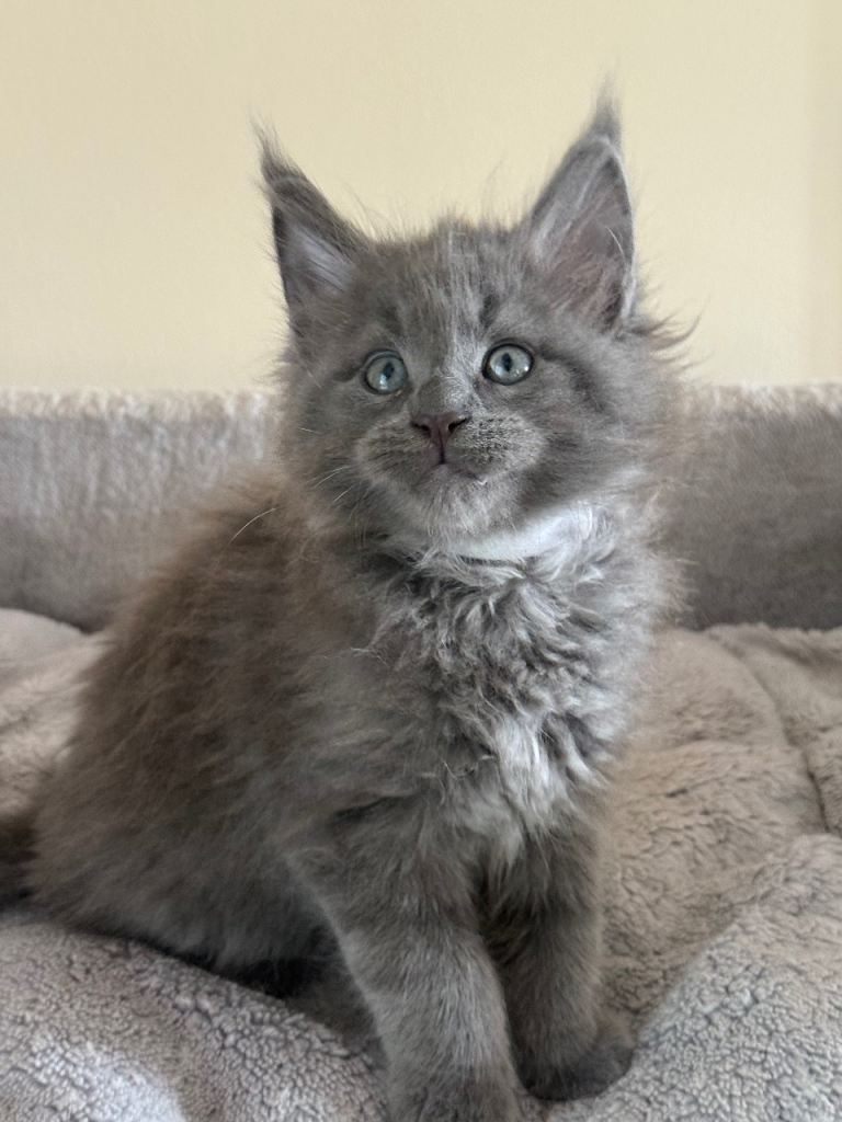 Maine Coon Boy Grey Blue TICA kitten 