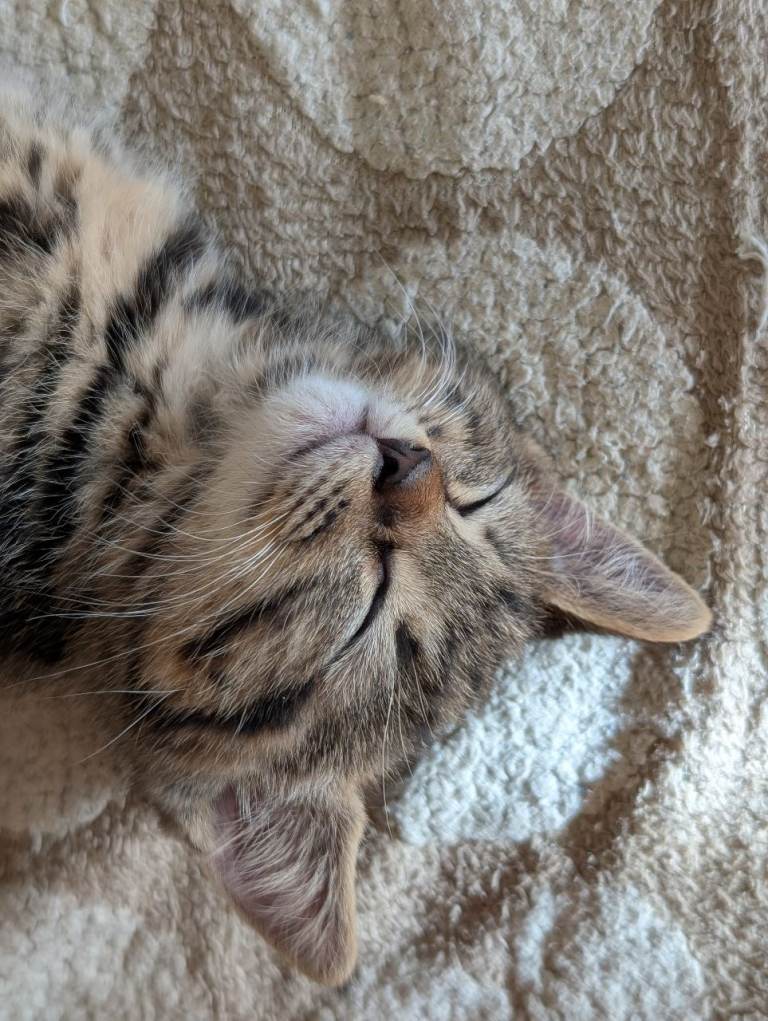 Female kitten for sale