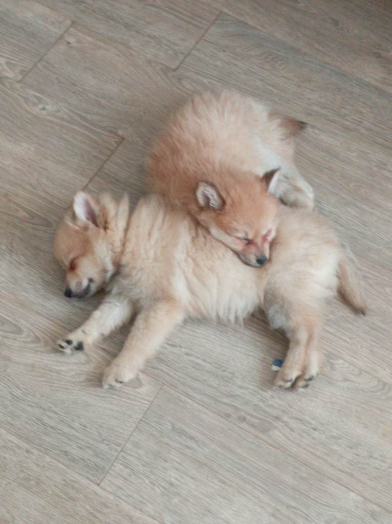 3/4 Pomeranian & 1/4 German Spitz.