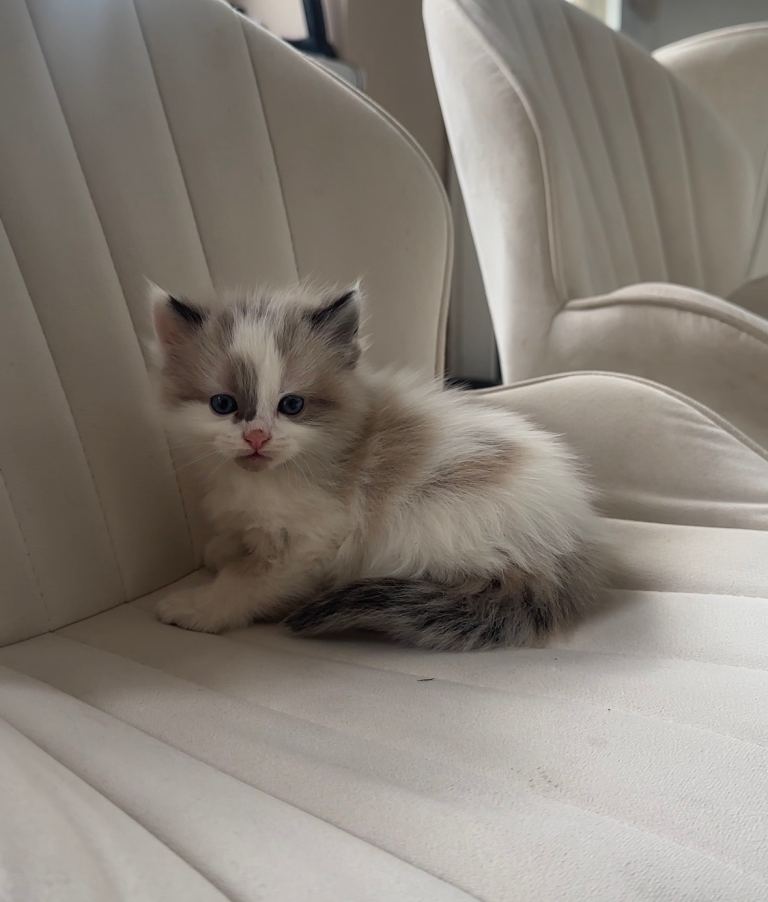 4 Kittens for sale