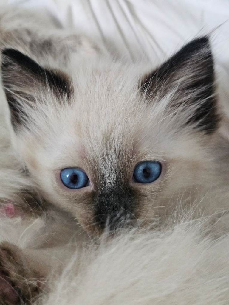 Ragdoll boy and girl kitten cat