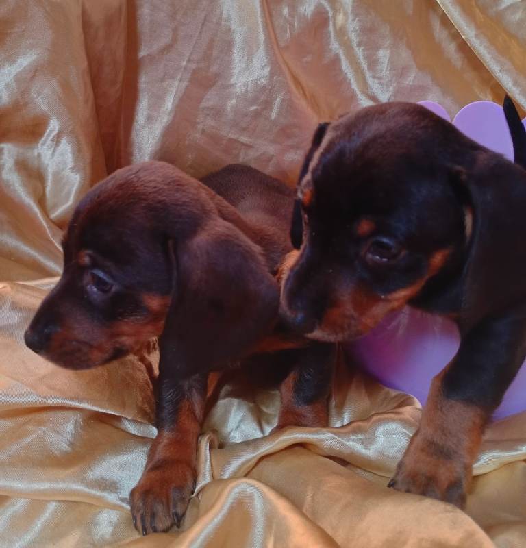 *31st March* DACHSHUND PUPPIES