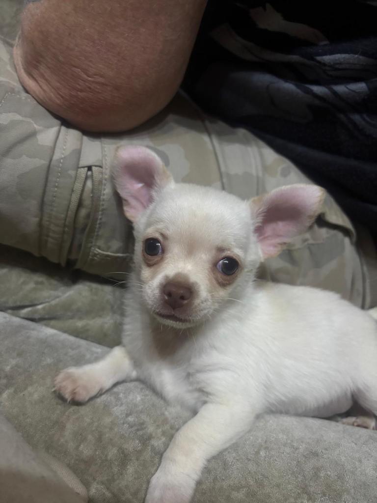 Beautiful girl chihuahua Last little girl looking for forever home 
