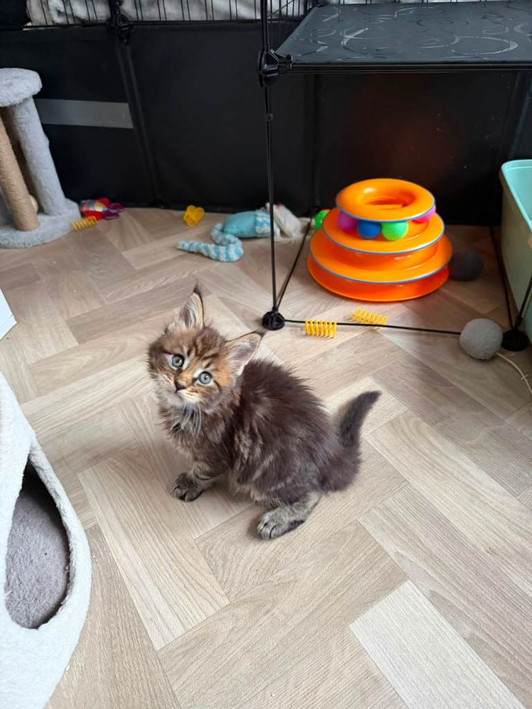 TICA Registered Maine Coon kittens 