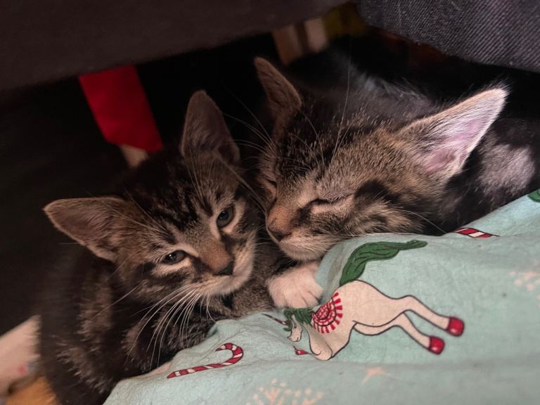 Male and female kittens needing a loving home