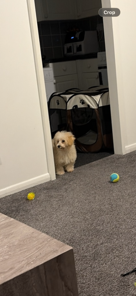 poochon 