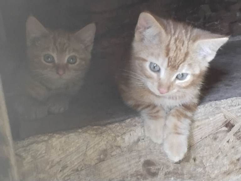 Kittens For Sale