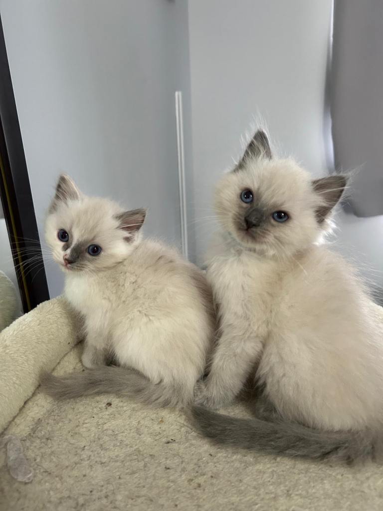 Ragdoll kittens