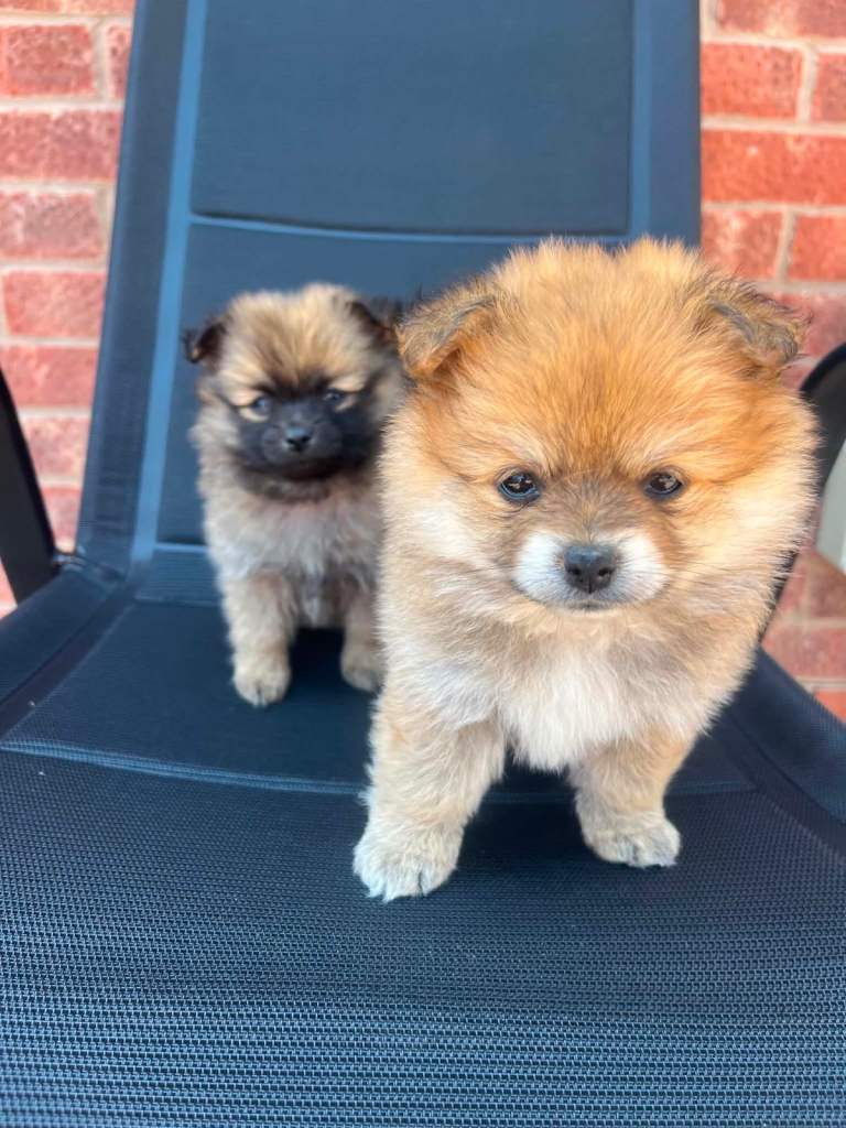 Pomeranian puppy’s 