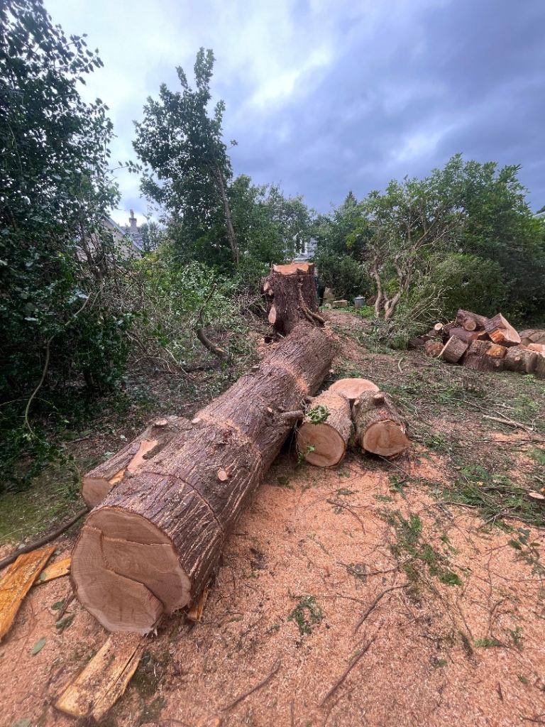 Large Cut Tree Trunks and Logs – Ideal for Wood Burning or Crafting