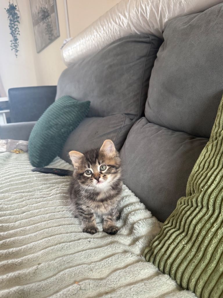 Ready to go today - 2 beautiful boy kittens 