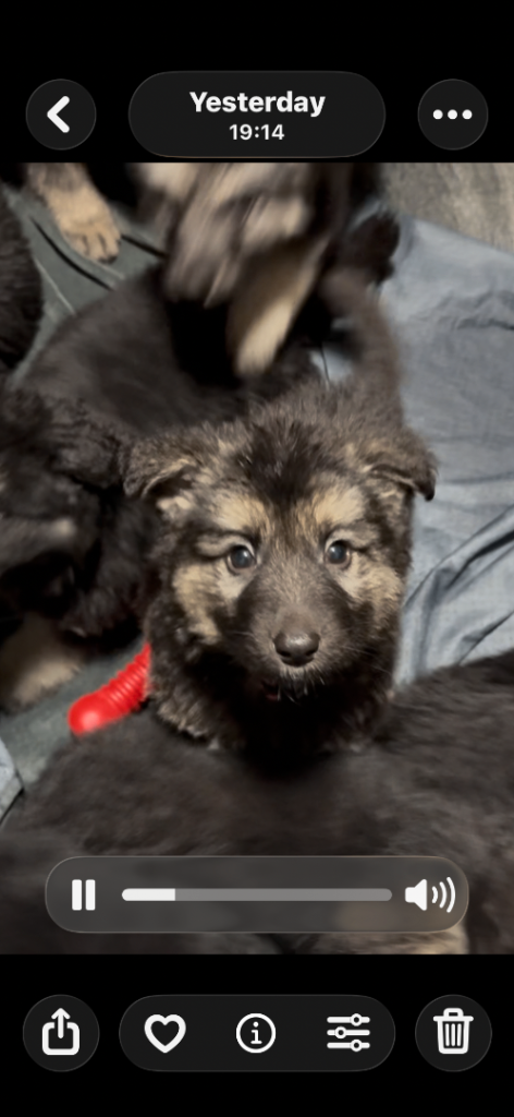Kc registered German Shepards 
