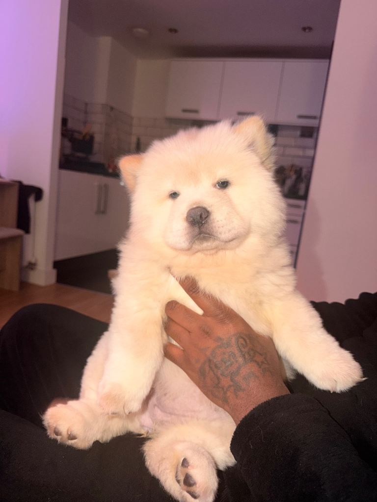 Chow chow puppy KC Registered 