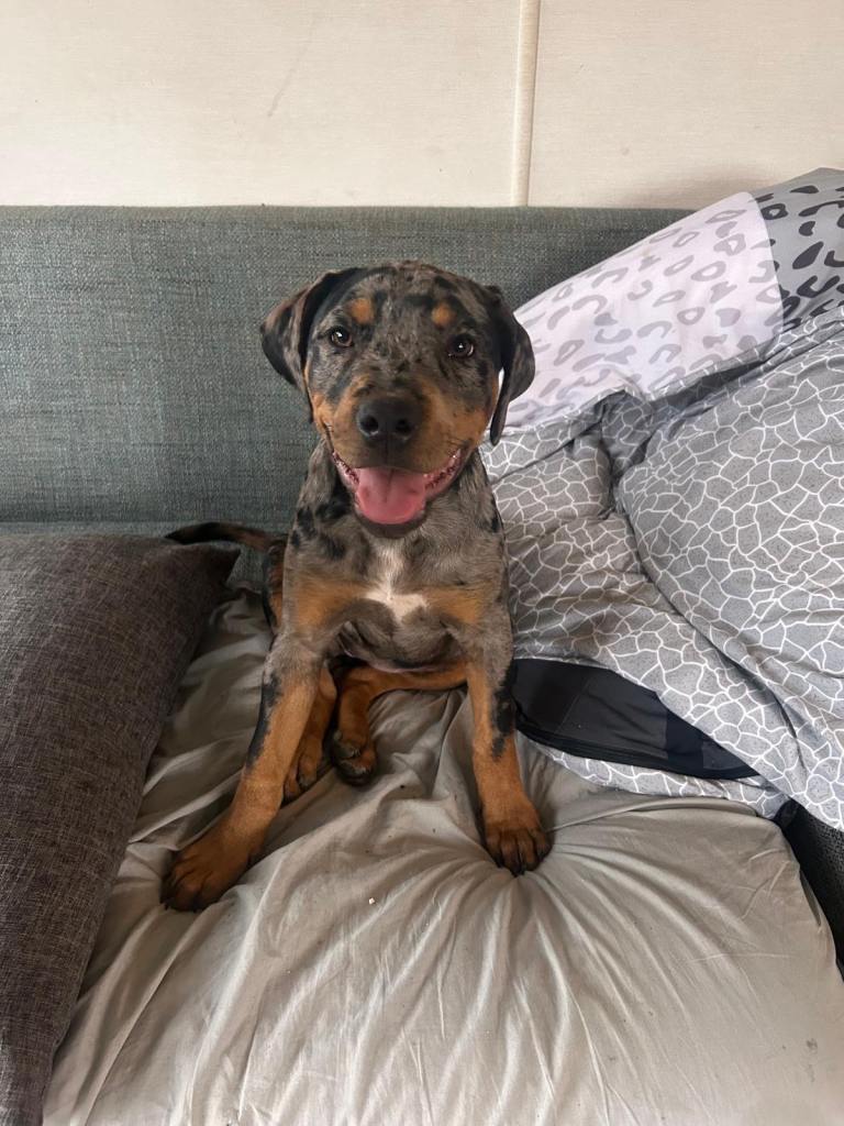 Rottweiler cross Catahoula Leopard Dog