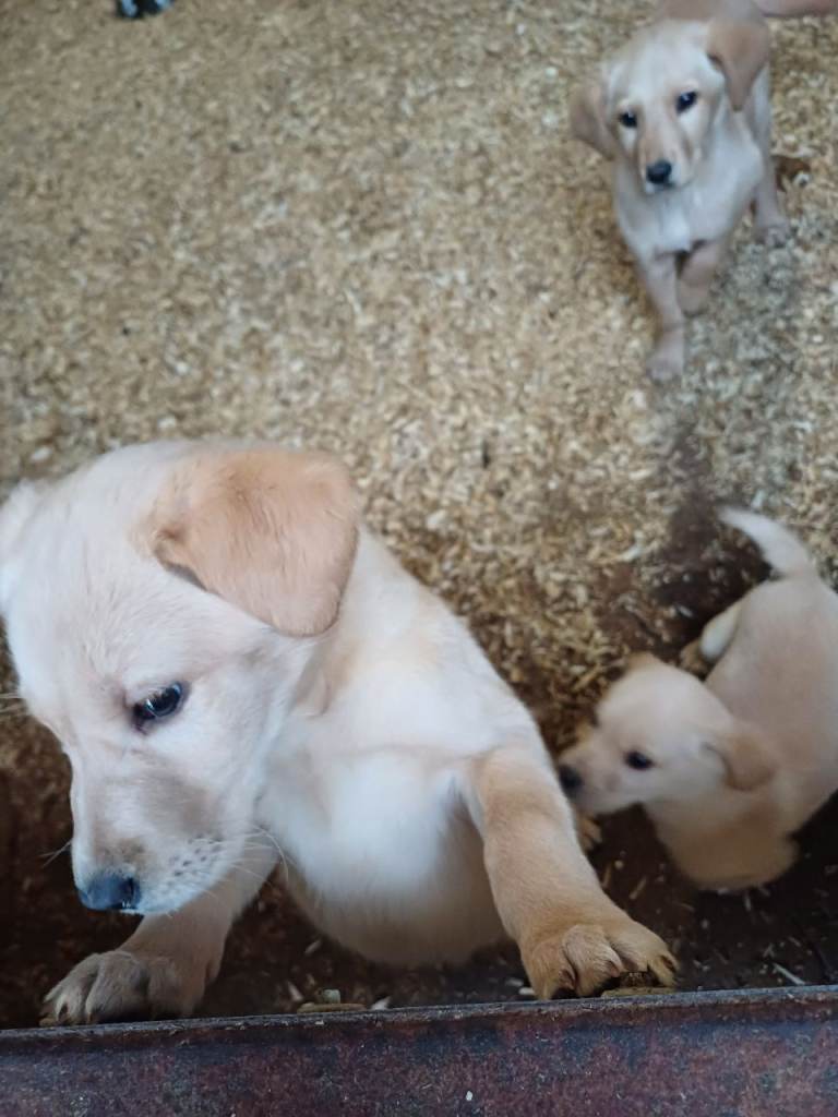 Labrador pups