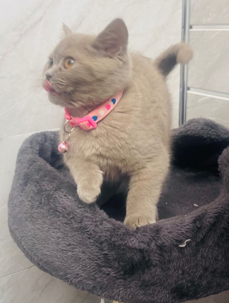 LAST RARE Fawn Lilac British Shorthair Kitten 10 Weeks Old!