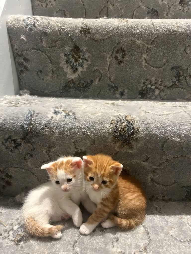 Kittens for sale 