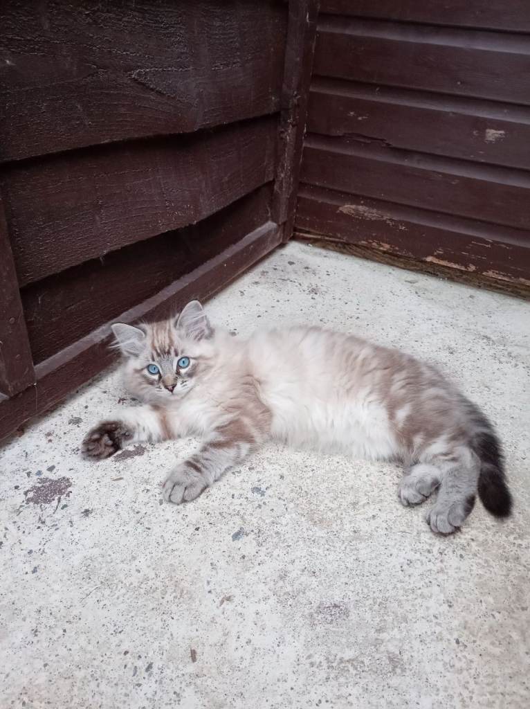 ***Last two Ragdoll kittens**