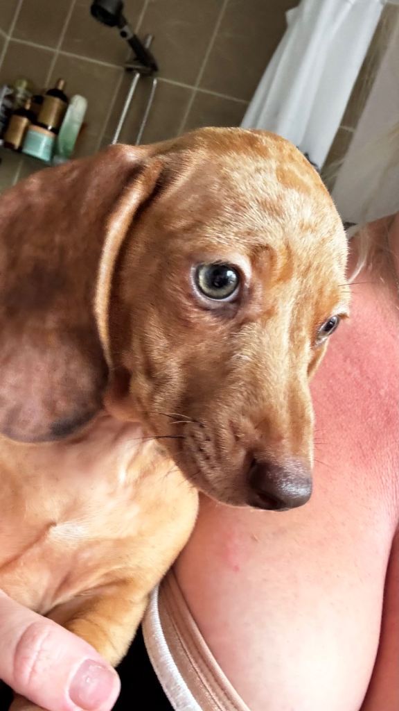 Mixed litter of beautiful dachshunds