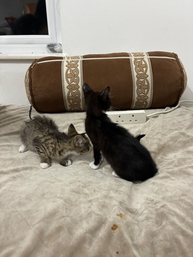 British tabby cats 