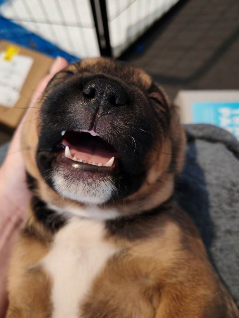 Rottweiler x blue blood puppies