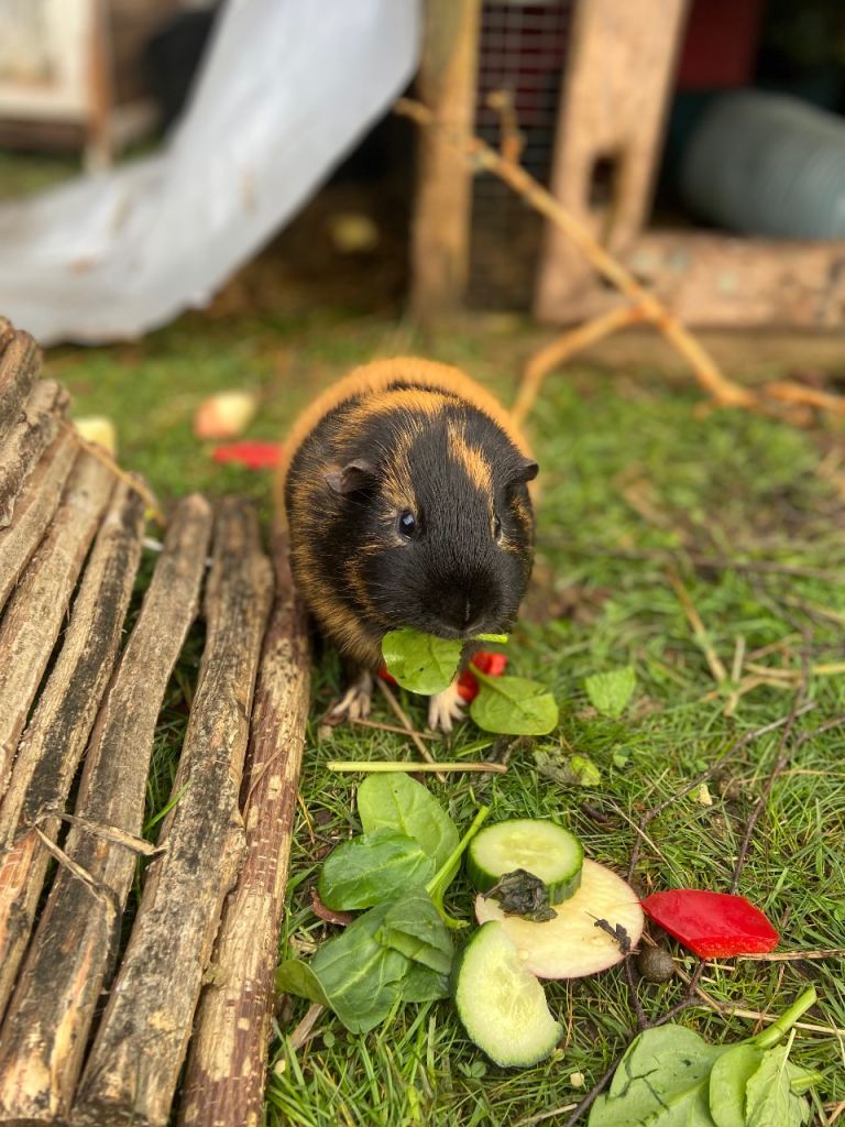 Guinea pig 