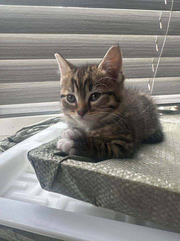 4 kittens for sale