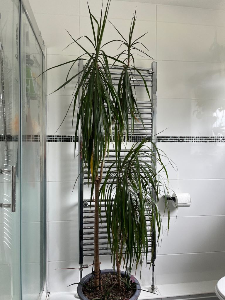 Healthy Large Dracaena Dragon Trees TWO Houseplants 