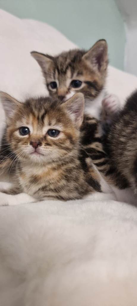 Kittens 