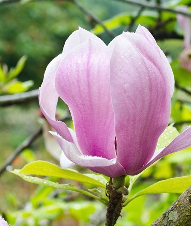 Magnolia x soulangeana