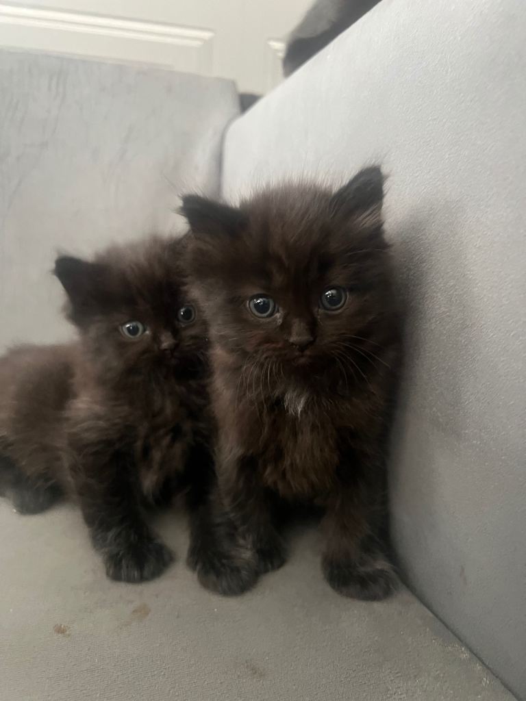 Domestic shorthair x ragdoll kittens