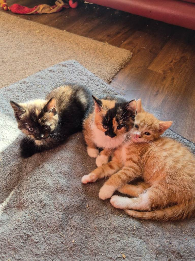 3 kittens for sale 