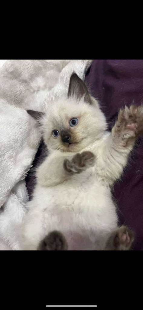 Little kitten 