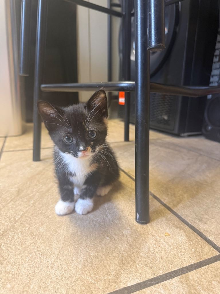 1 male calico kitten