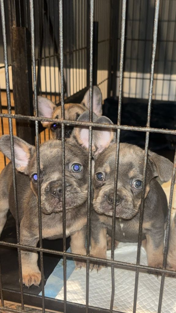 French bulldog pups. 8 weeks old. 