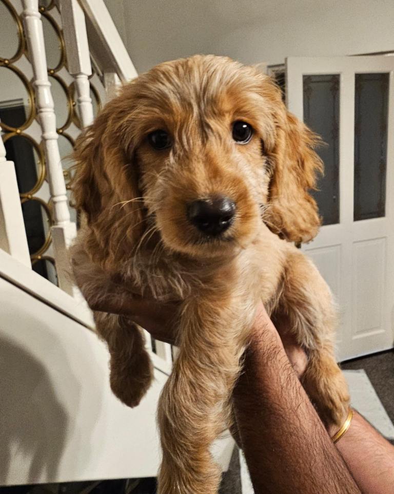 Cockapoo girl puppy 