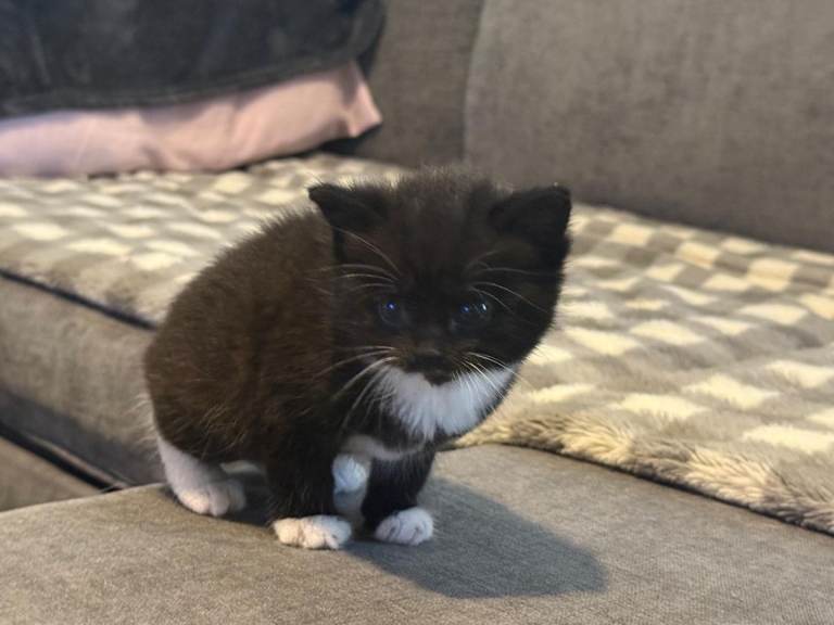 Kittens 