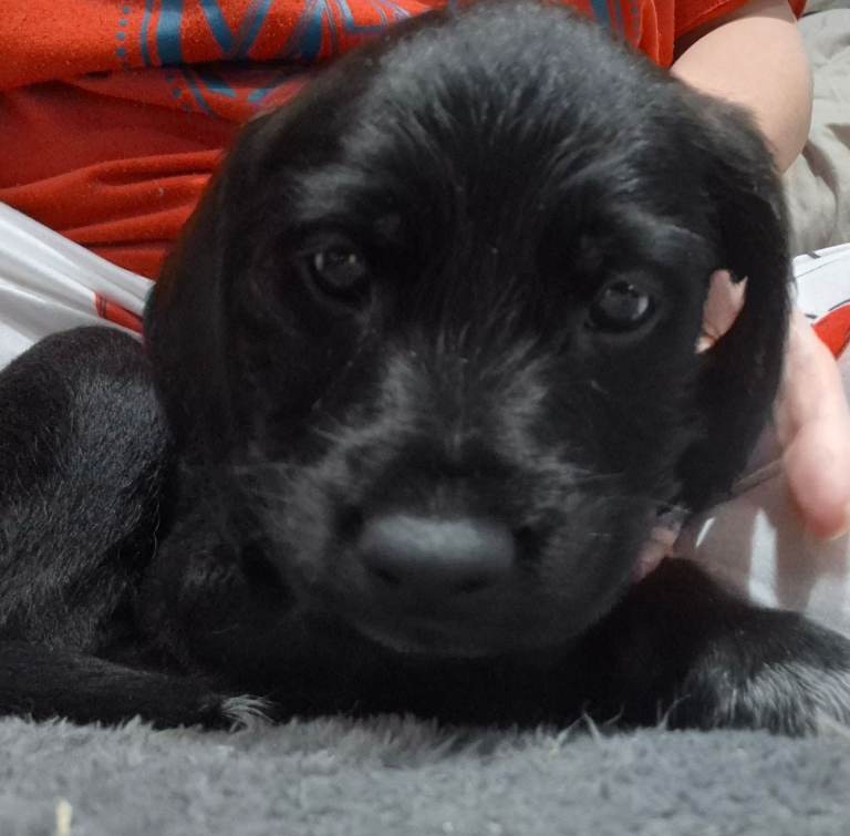 Jackapoo/F1 show cocapoo  LAST BOY LEFT 